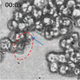The red dotted line is the hat, the blue arrow is the sperm attacking HeLa cells (Image: Xu et al)